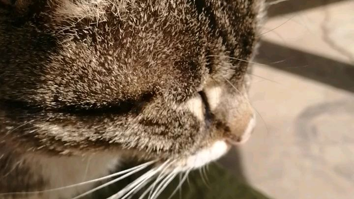 猫猫放假回来了